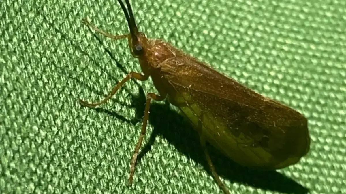 Little Red River Hatch Guide: Best Flies for Trout Fishing in Arkansas 2 Little Red River Hatch Chart