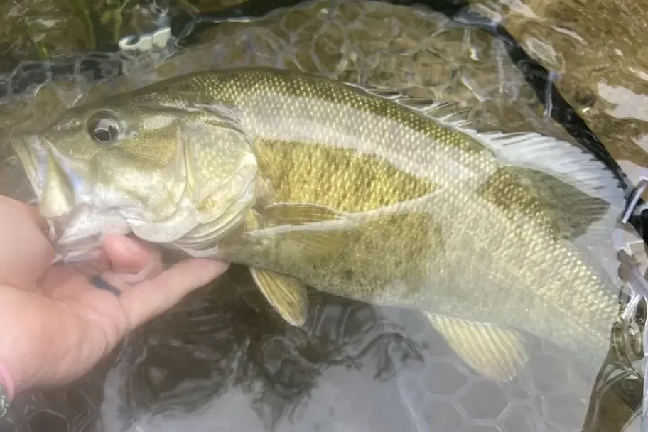 Arkansas fly fishing trips with trout on the Little Red River and smallmouth on the Saline River