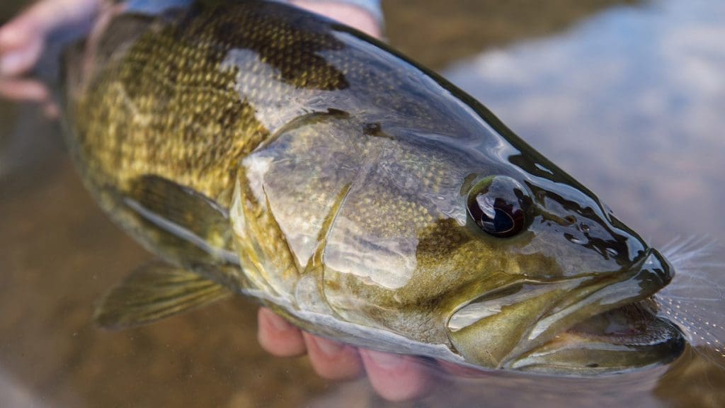 Smallmouth bass caught fly fishing on the Saline River in Central Arkansas
