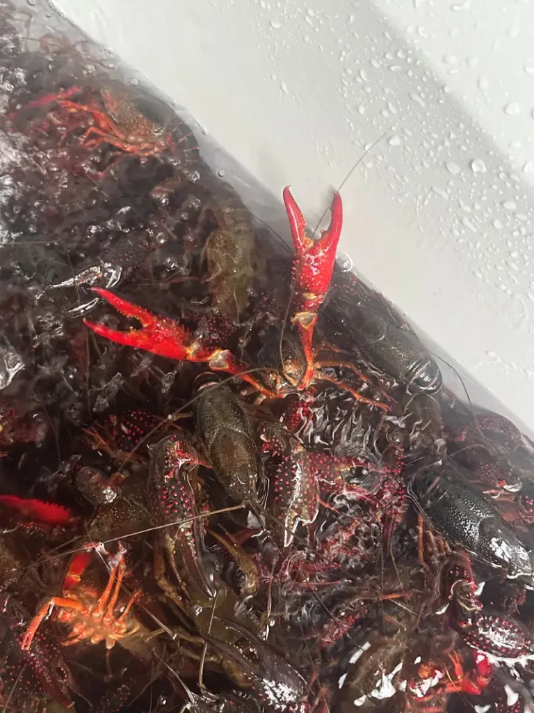 Crawfish while fly fishing Arkansas