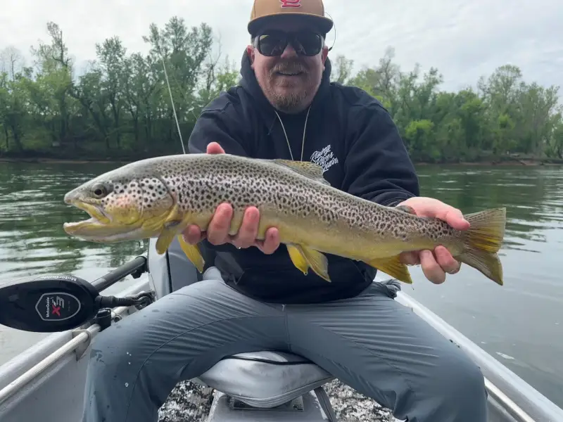 White River Brown Trout